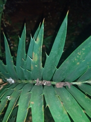 Encephalartos trispinosus