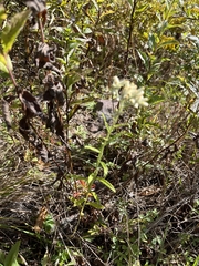 Pseudognaphalium obtusifolium