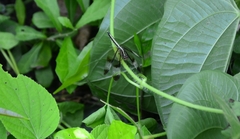 Neurothemis tullia