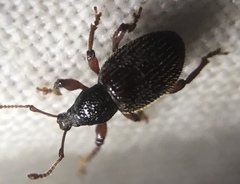 Otiorhynchus ligneus