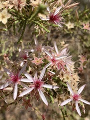 Calytrix exstipulata