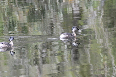 Poliocephalus poliocephalus