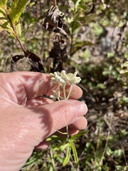 Pseudognaphalium obtusifolium