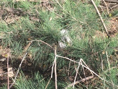 Casuarina equisetifolia