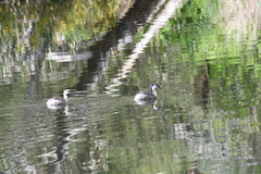 Poliocephalus poliocephalus