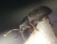 Otiorhynchus ligneus