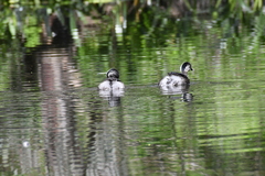 Poliocephalus poliocephalus