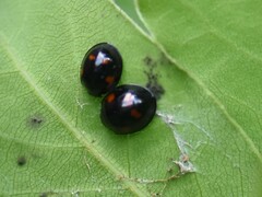 Exochomus quadripustulatus