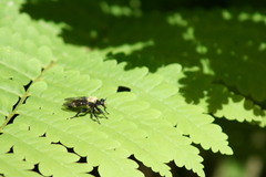 Laphria divisor