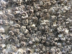 Amphibalanus amphitrite