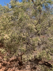 Calytrix exstipulata
