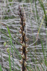 Prasophyllum elatum