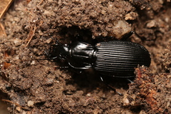 Pterostichus niger