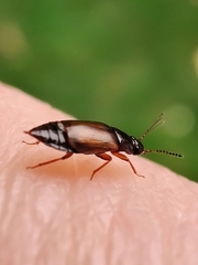 Deliphrum tectum