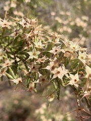 Calytrix exstipulata