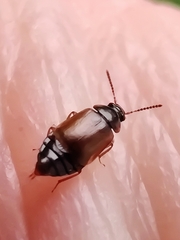 Deliphrum tectum