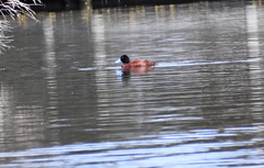 Oxyura australis