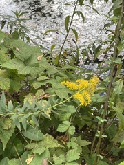 Solidago altissima