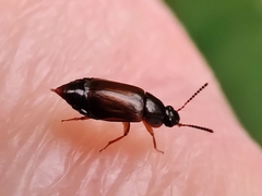 Deliphrum tectum