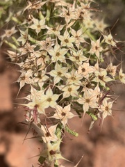 Calytrix exstipulata
