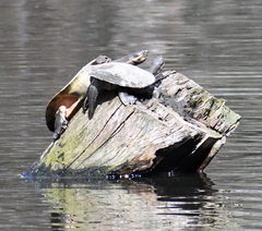Emydura macquarii