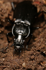 Pterostichus niger
