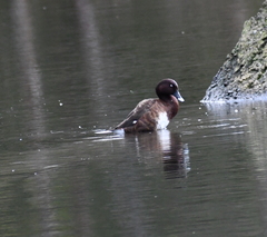 Aythya australis
