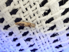 Crocidosema plebejana