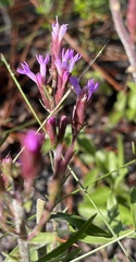 Liatris gracilis