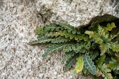 Asplenium ceterach