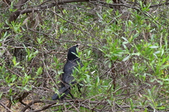 Corvus mellori