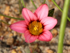 Romulea hirsuta