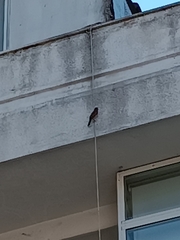 Passer domesticus