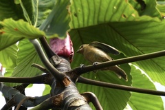 Sporophila