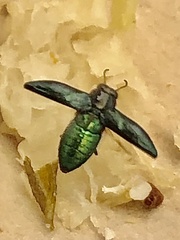 Chrysobothris analis