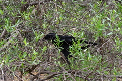 Corvus mellori