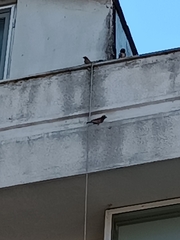 Passer domesticus