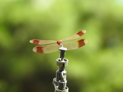 Sympetrum pedemontanum elatum