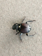 Canthon septemmaculatus