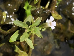 Limnophila aromatica