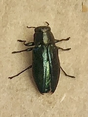 Chrysobothris analis