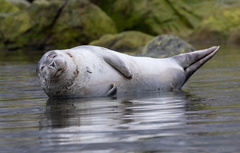 Phoca vitulina vitulina