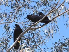 Corvus mellori