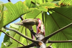 Sporophila