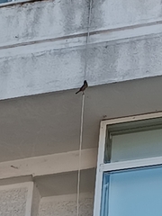 Passer domesticus