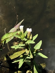 Limnophila aromatica