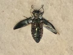 Chrysobothris analis