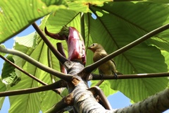 Sporophila