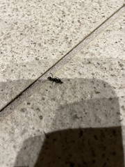Camponotus japonicus