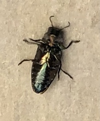 Chrysobothris analis